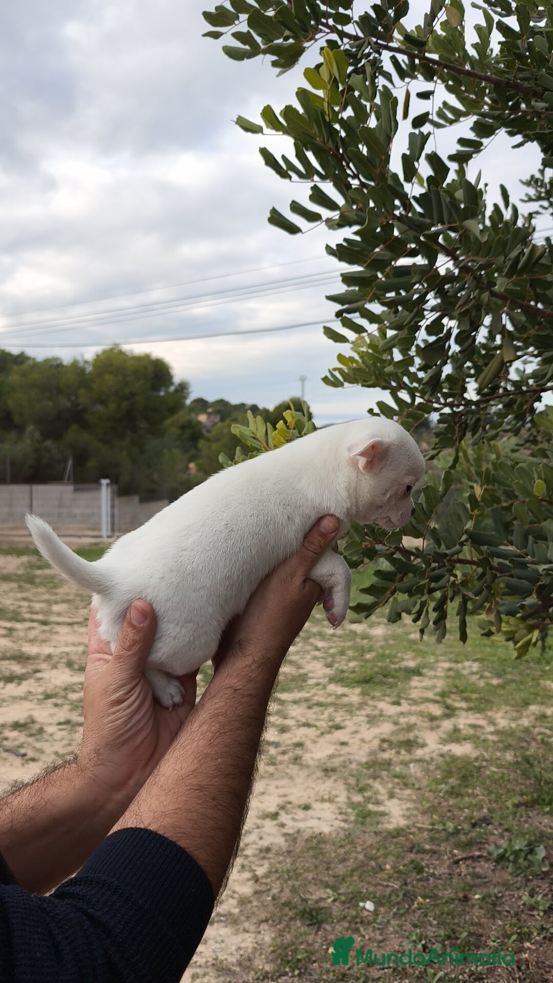 Chihuahua perros en venta: Chihuahua Blanco 🤍 Macho - Anuncio 6
