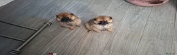 Pomerania perros en venta: Cachorro pomerania  - Anuncio 1