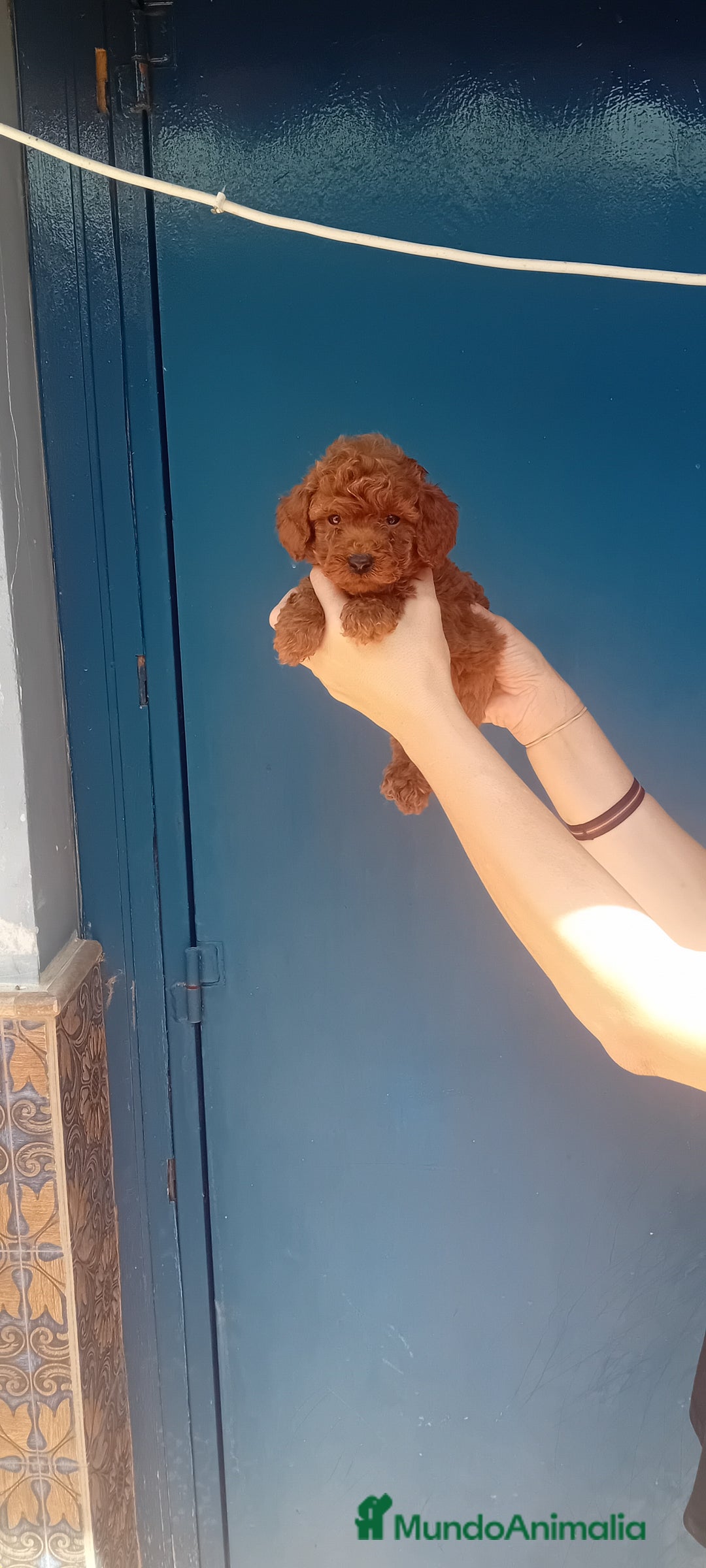 Caniche Toy perros en venta: ‼️‼️CANICHE TOY ROJOS MACHOS 50% ASIÁTICOS - Imagen 3