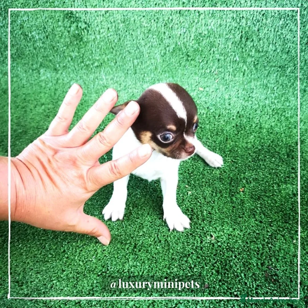 Chihuahua perros en venta: Camada de Chihuahua cabeza de manzana  en Madrid - Anuncio 3