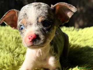 Ratón de Praga perros RATÓN DE PAGRA BLUE MERLE - Anuncio 1