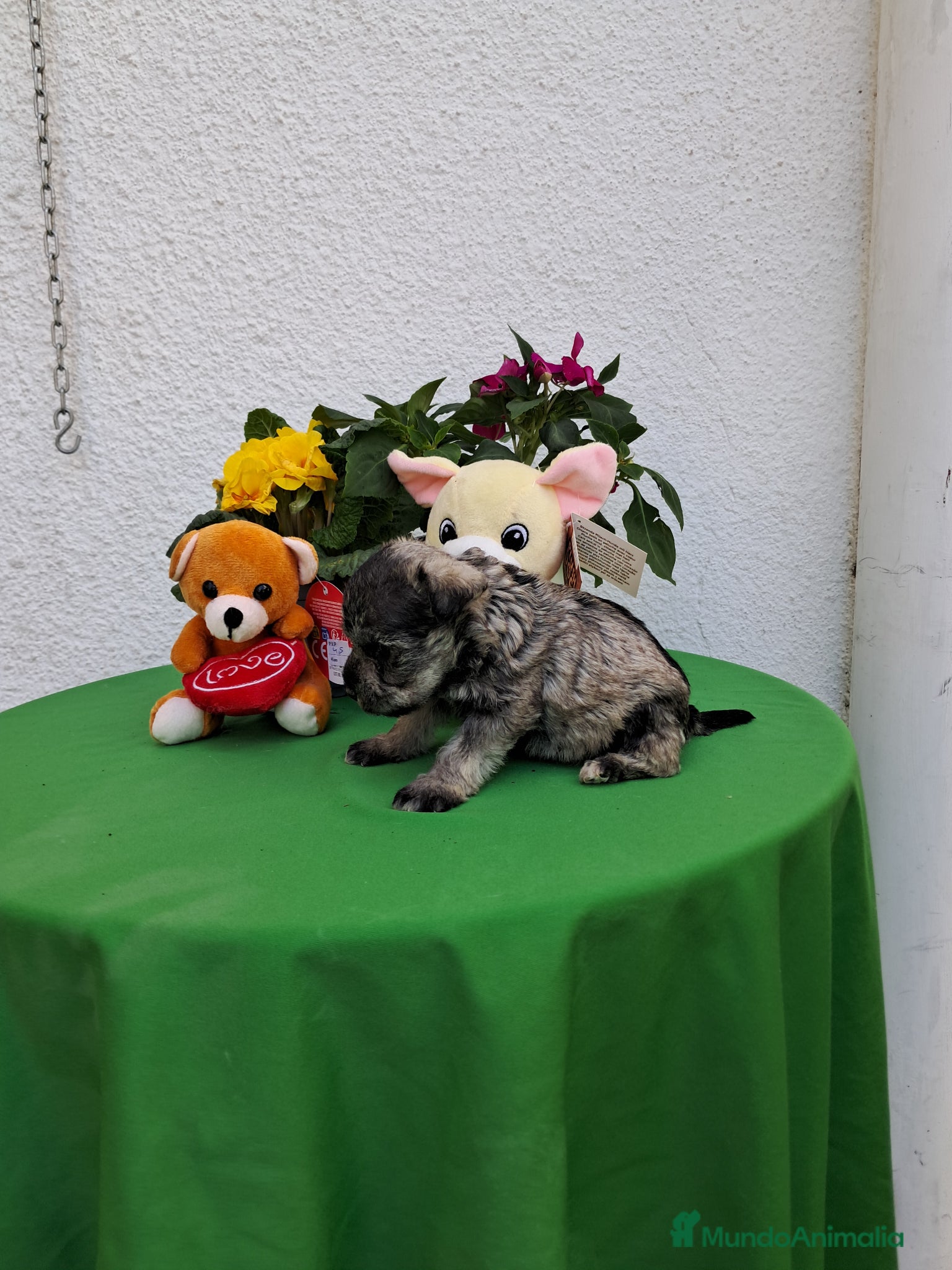 Schnauzer Mediano perros Camada schnaucer - Anuncio 2
