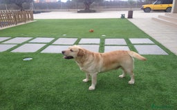 Labrador Retriever perros en venta: Cachorros labrador amarillo top - Imagen 9