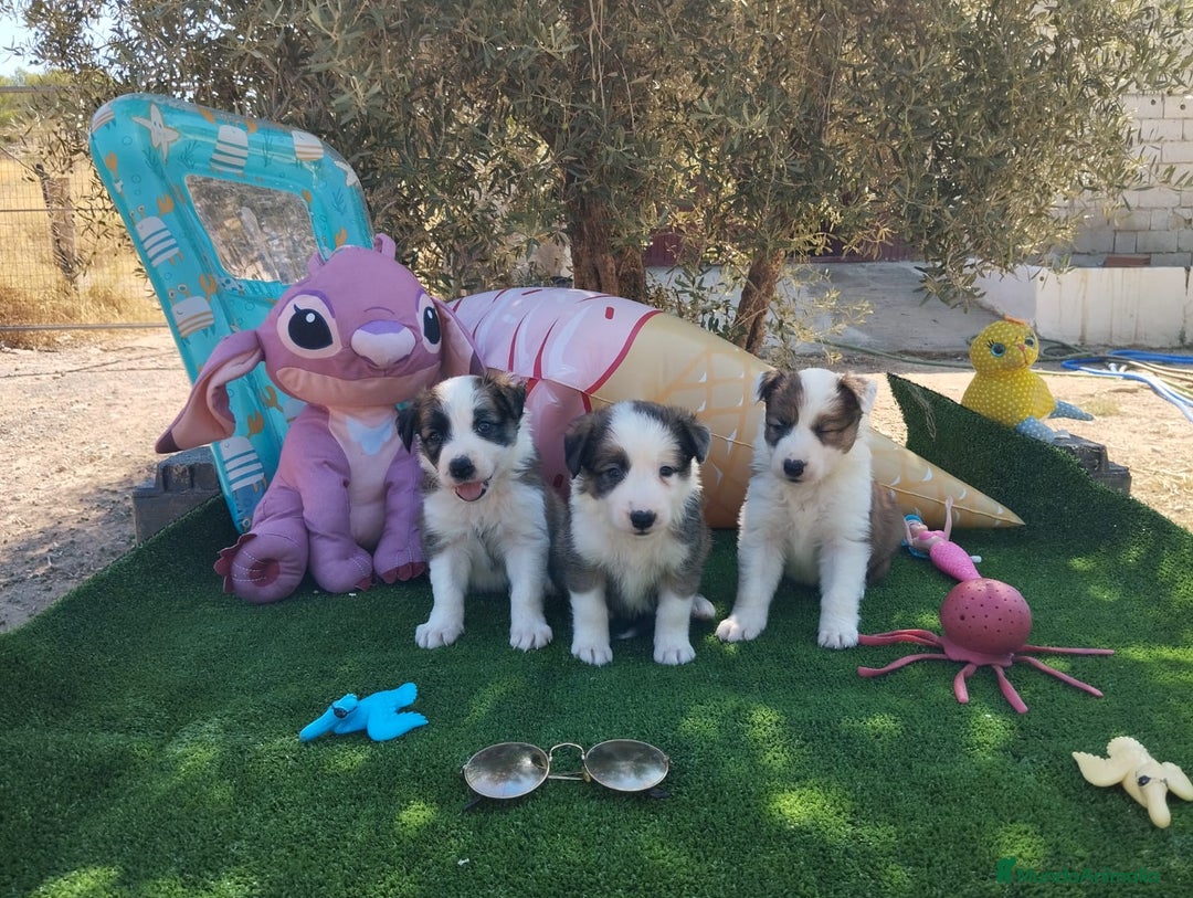 Border Collie perros en venta: Gran Camada de Border Collie - Imagen 4