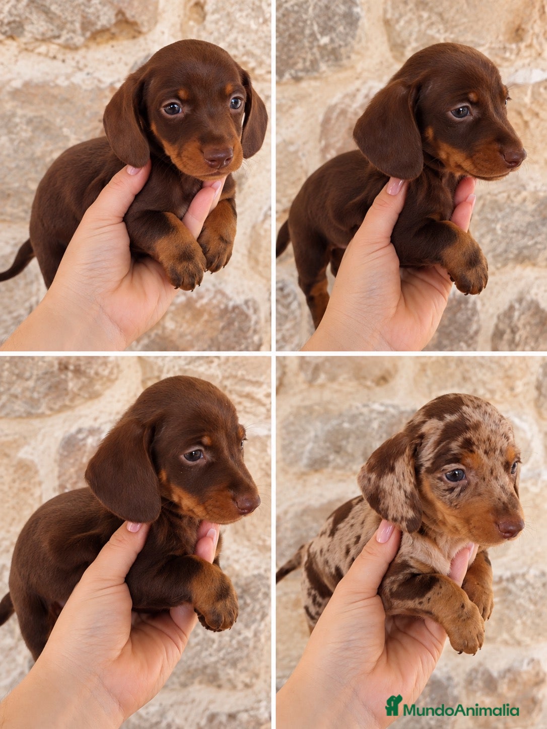 Teckel Miniatura perros Cachorros teckel miniatura - Anuncio 1