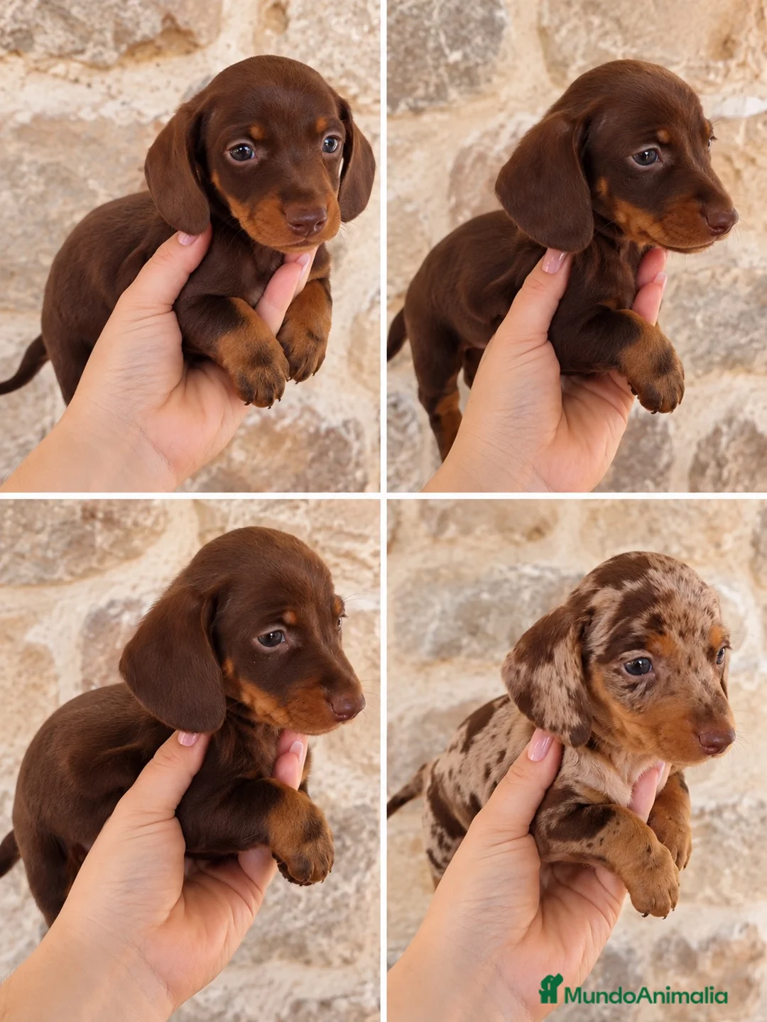 Teckel Miniatura perros en venta: Cachorros teckel miniatura - Anuncio 1
