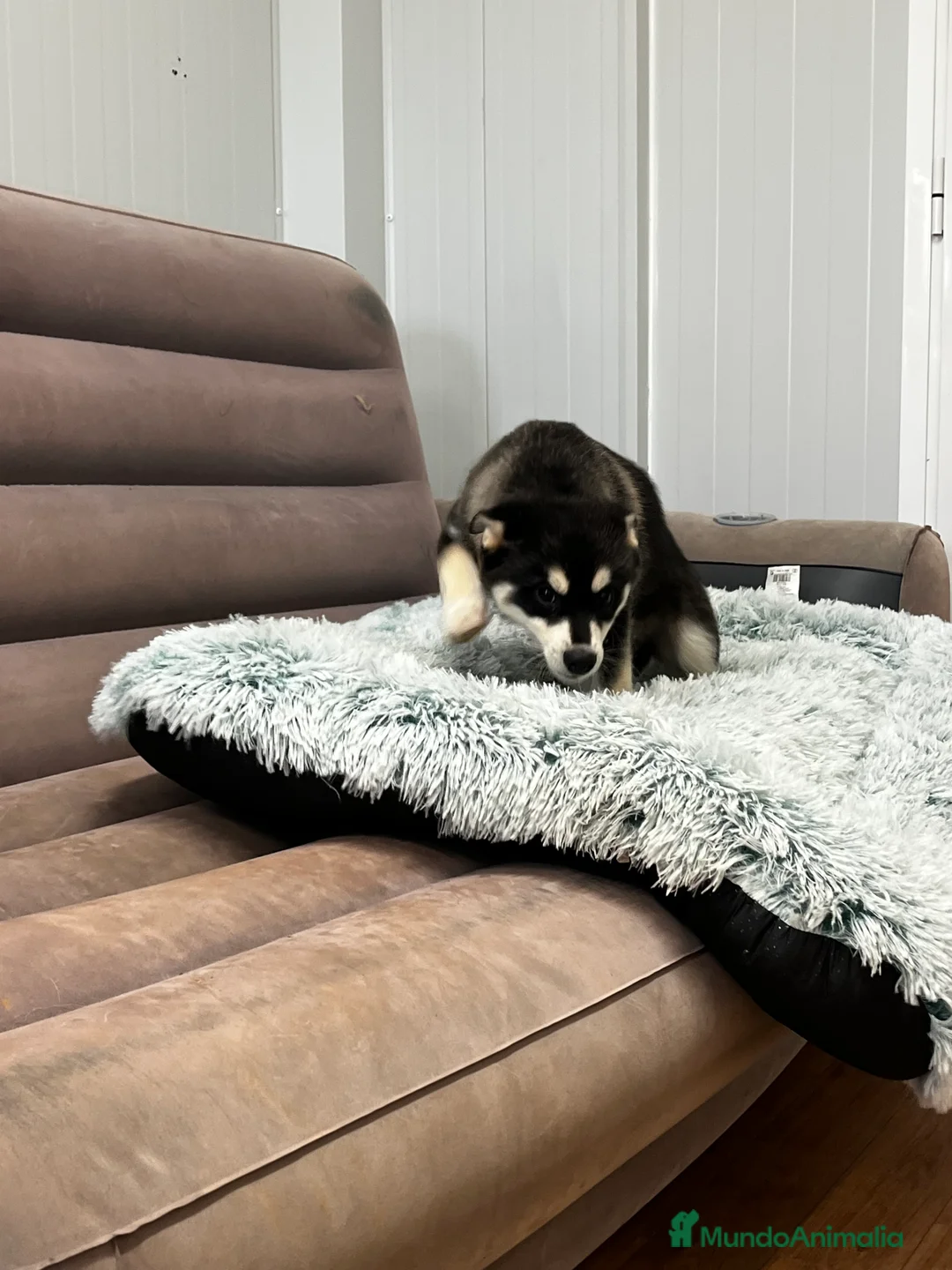 Pomsky perros en venta: Pomsky miniatura multigeneracional  - Anuncio 12