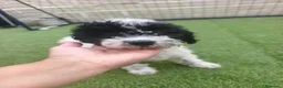 Perro de Agua Español perros en venta: Cachorros perros de agua - Anuncio 1