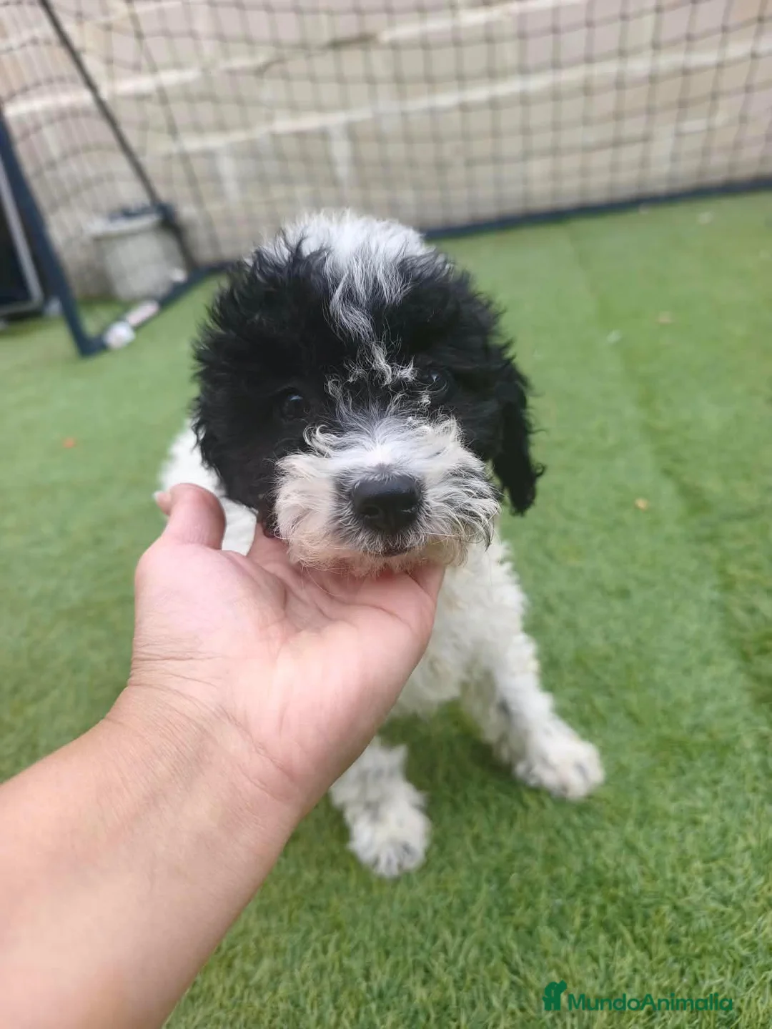 Perro de Agua Español perros en venta: Cachorros perros de agua - Anuncio 1