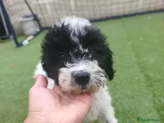 Perro de Agua Español perros Cachorros perros de agua - Anuncio 1