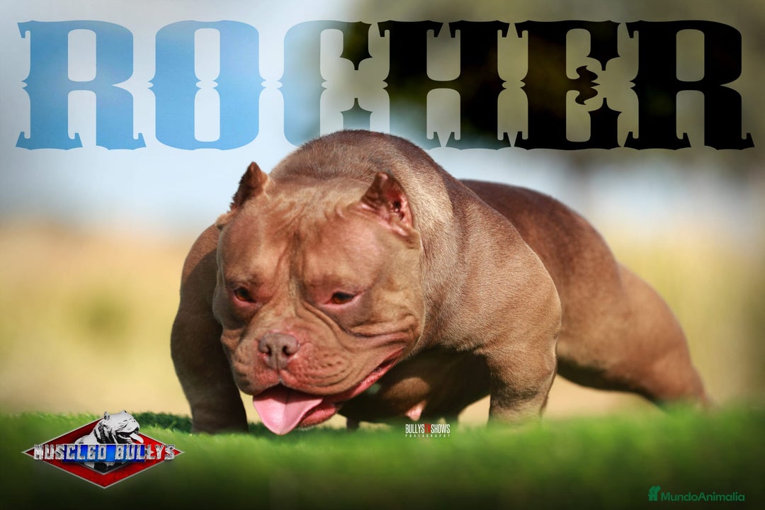 American Bully perros en venta: American Bully Red sable 8 meses  - Anuncio 3