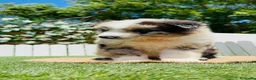 Border Collie perros en venta: BORDER COLLIE HEMBRA - Anuncio 6