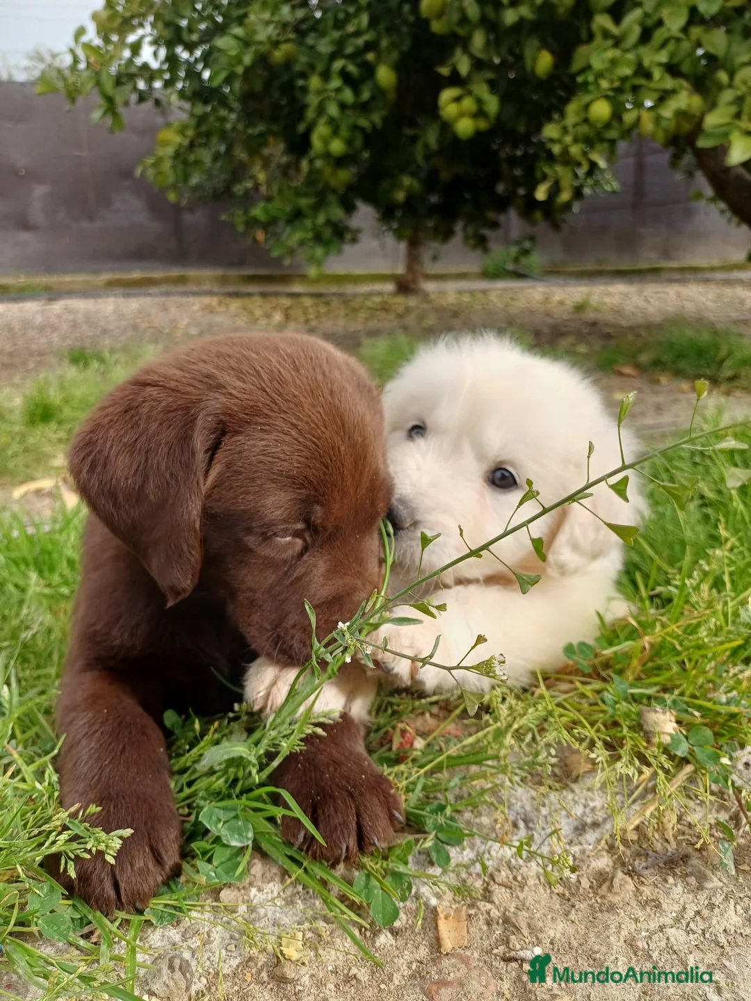 Golden Retriever perros en venta: Último golden 900€!!! PRECIO REAL SOLO HOY - Anuncio 2