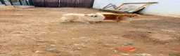 Pomerania perros en venta: Pomerania toy  - Anuncio 12