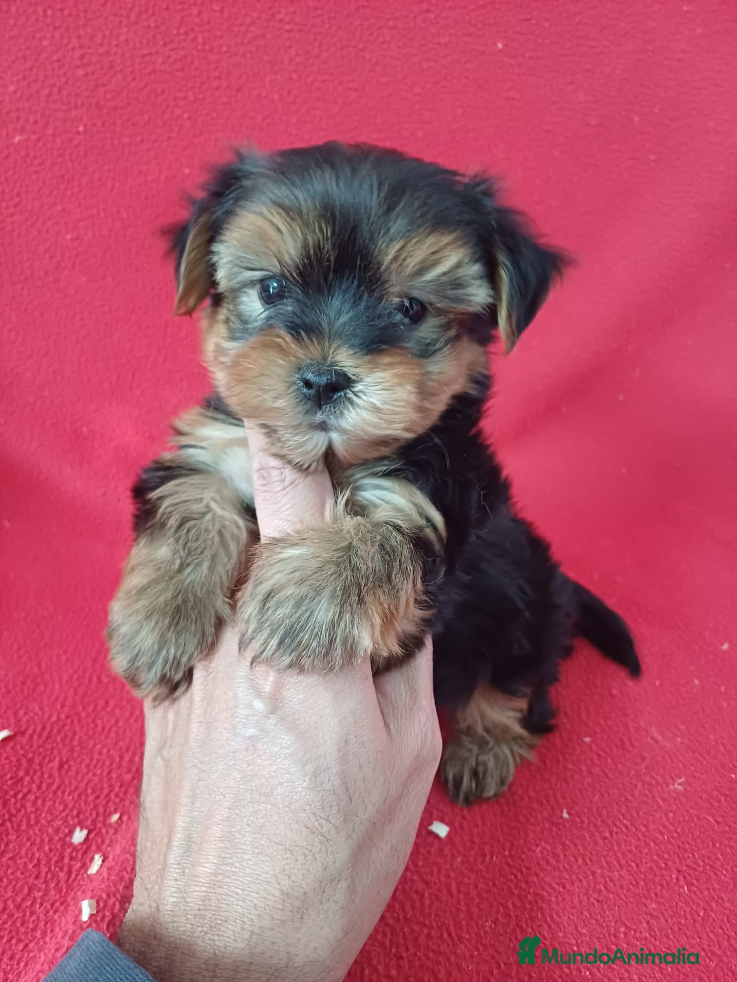 Yorkshire Terrier perros Yorkshire Terrier Mini  - Anuncio 7
