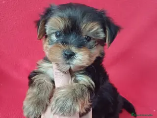 Yorkshire Terrier perros Yorkshire Terrier Mini - Anuncio 7