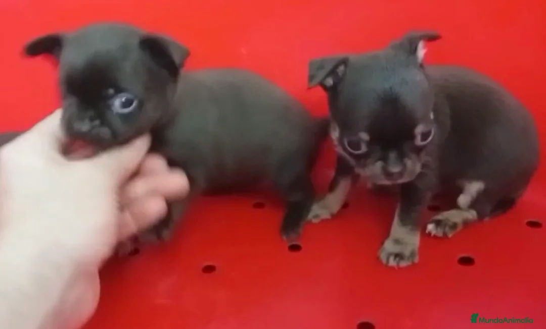 Chihuahua perros en venta: Chihuhuas  - Anuncio 1