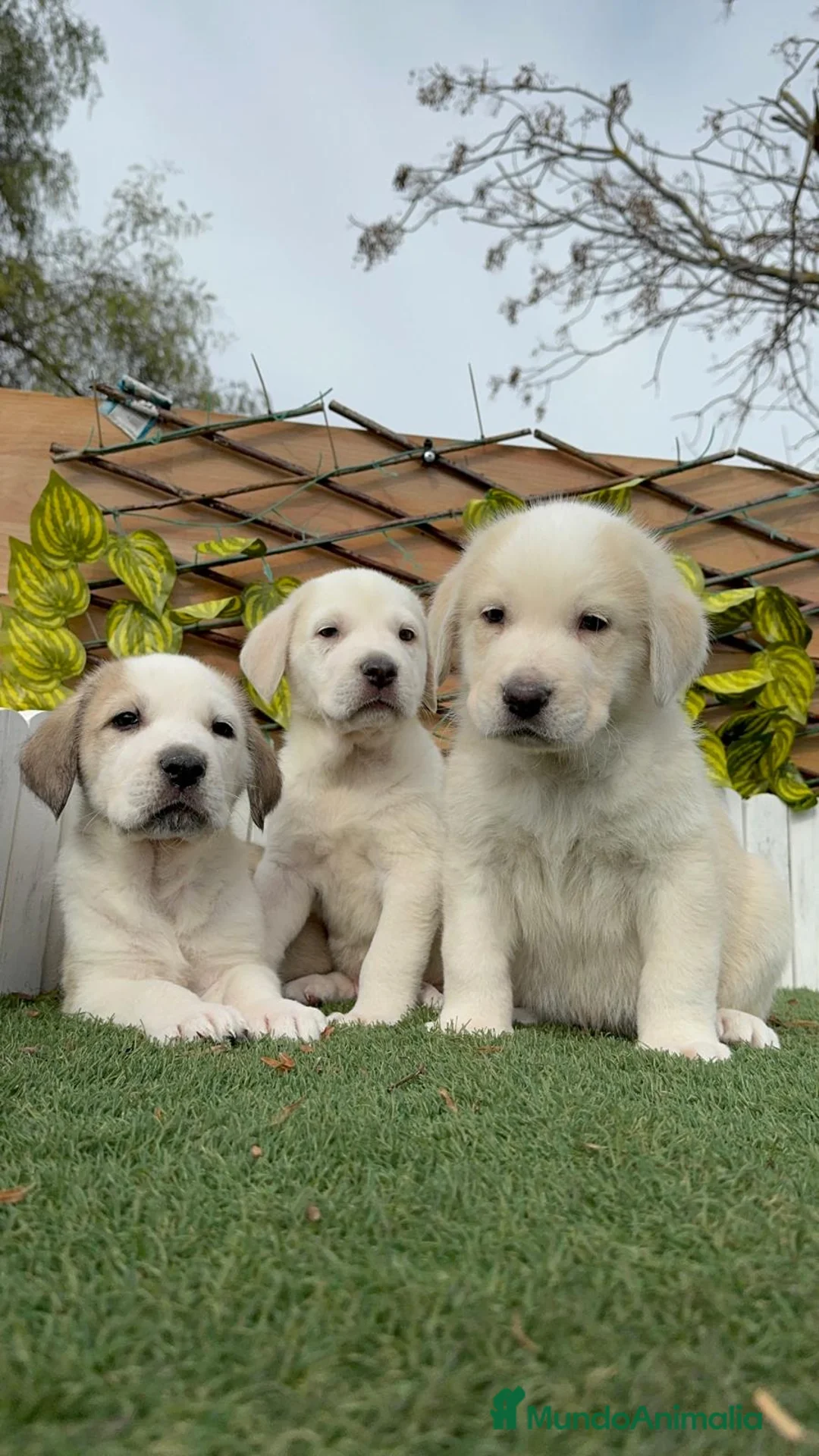 Mastín Español perros en venta: MASTIN ESPAÑOL MACHOS - Anuncio 1