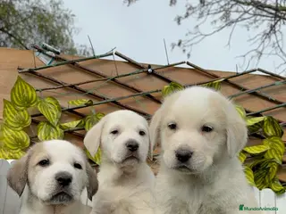 Mastín Español perros MASTIN ESPAÑOL MACHOS - Anuncio 1