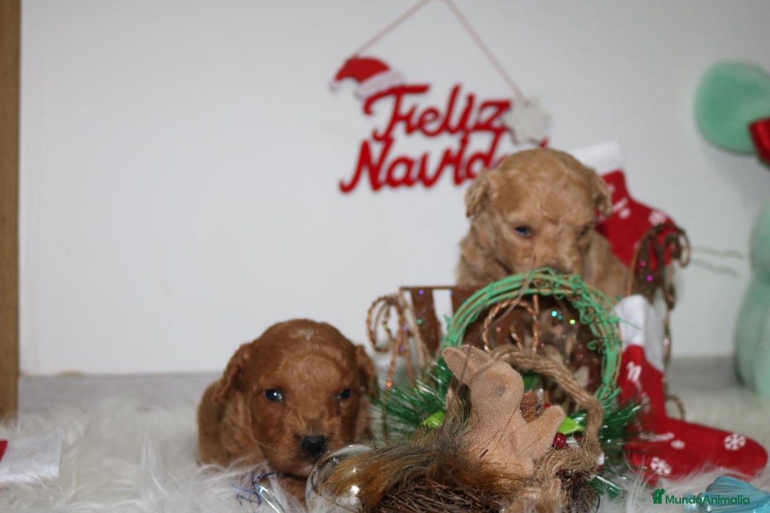 Caniche Toy perros en venta: Caniche toy - Anuncio 7