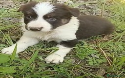 Border Collie perros en venta: Border collie chocolate hembra - Imagen 9