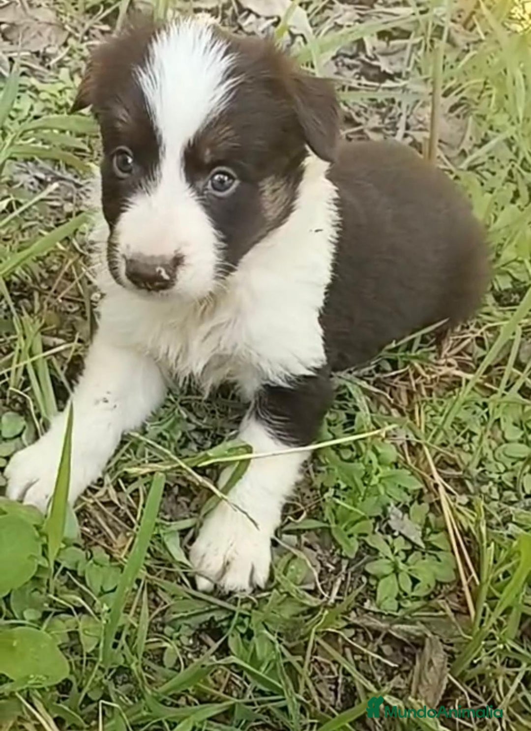 Border Collie perros en venta: Border collie chocolate hembra - Imagen 9