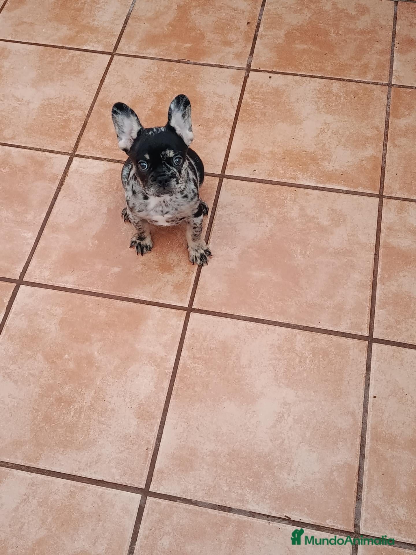 Bulldog Francés perros Cachorrita de bulldog francés  - Anuncio 1