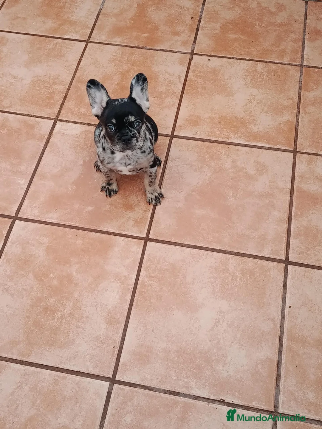 Bulldog Francés perros en venta: Cachorrita de bulldog francés  - Anuncio 1