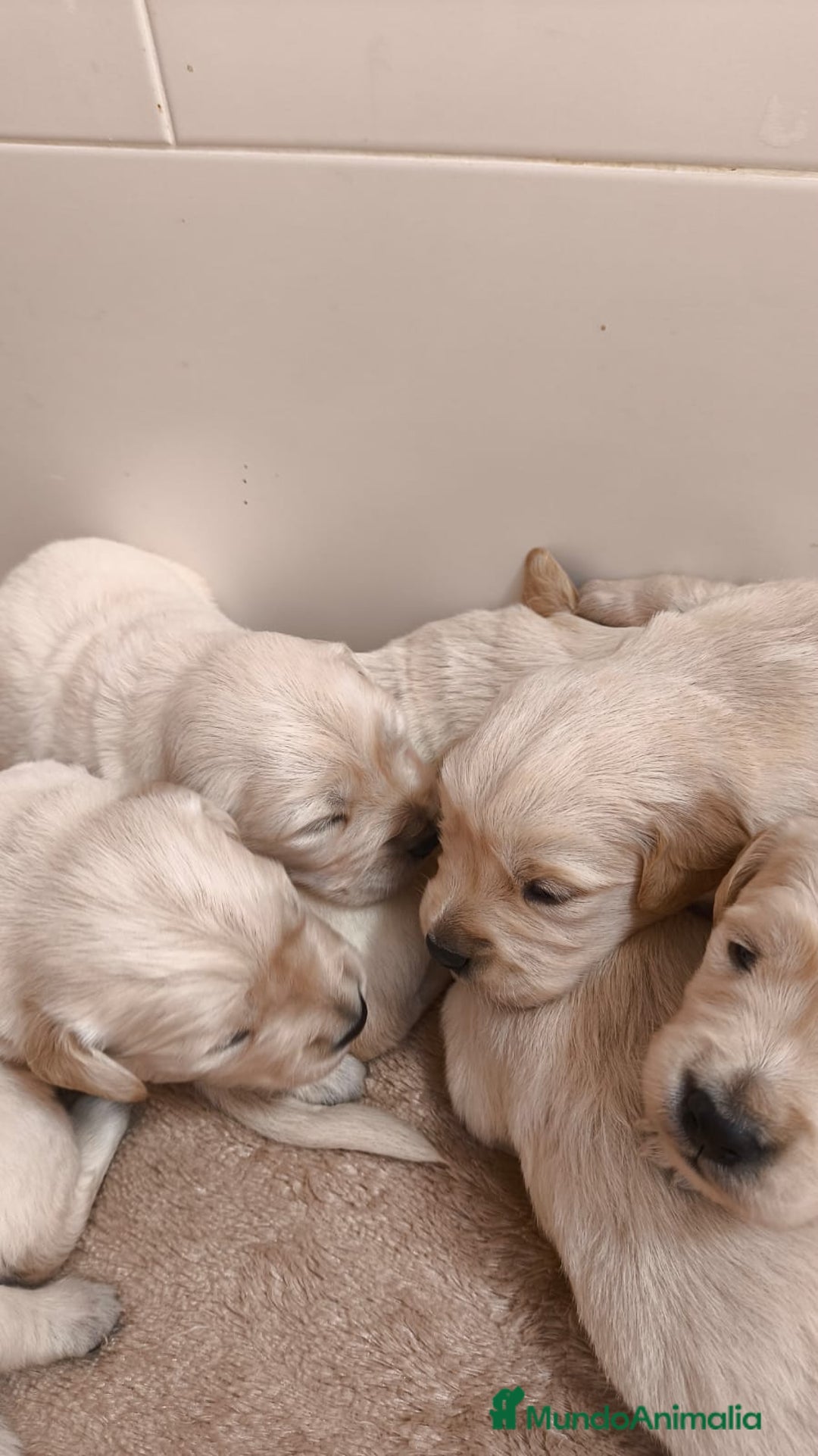 Golden Retriever perros en venta: Golden retriever bebes preciosos  - Anuncio 1