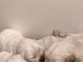 Golden Retriever perros Golden retriever bebes preciosos - Anuncio 2
