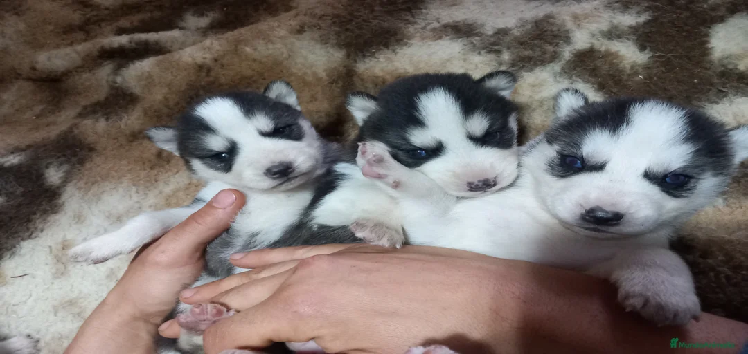 Imagen de galería {{count}}