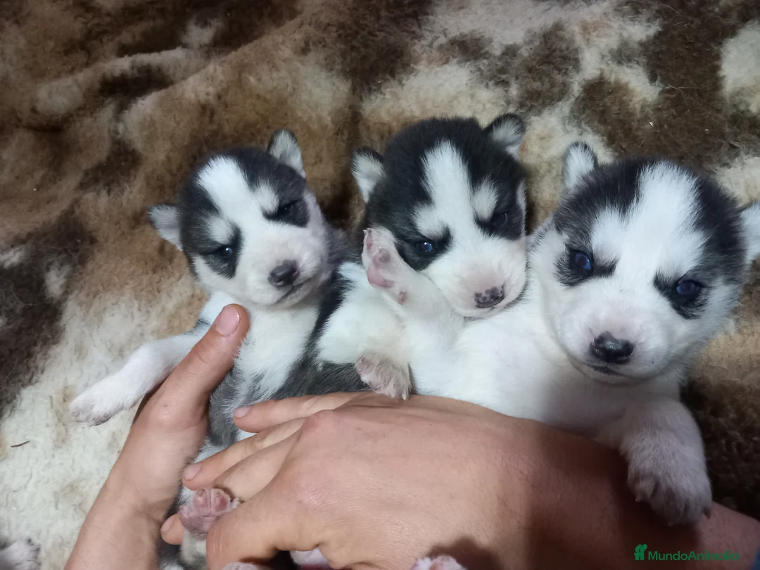 Imagen de galería {{count}}