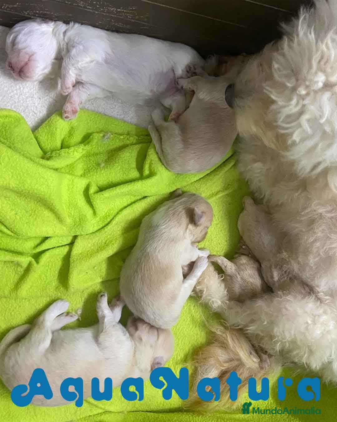Bichón Habanero perros Camada Bichon Habanero de Locaty y Nis -AQUANATURA en Barcelona - Anuncio 2