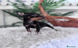 Pinscher Miniatura perros en venta: MINI PINSCHER MUNIATURA - Anuncio 24