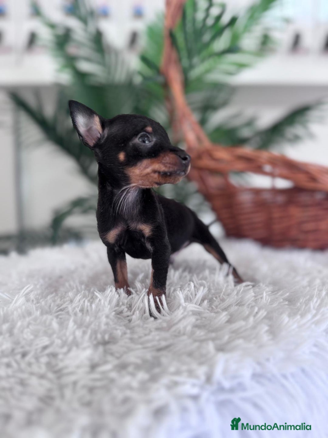 Pinscher Miniatura perros en venta: MINI PINSCHER MUNIATURA - Anuncio 24