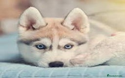 Husky Siberiano perros en venta: husky  - Imagen 1