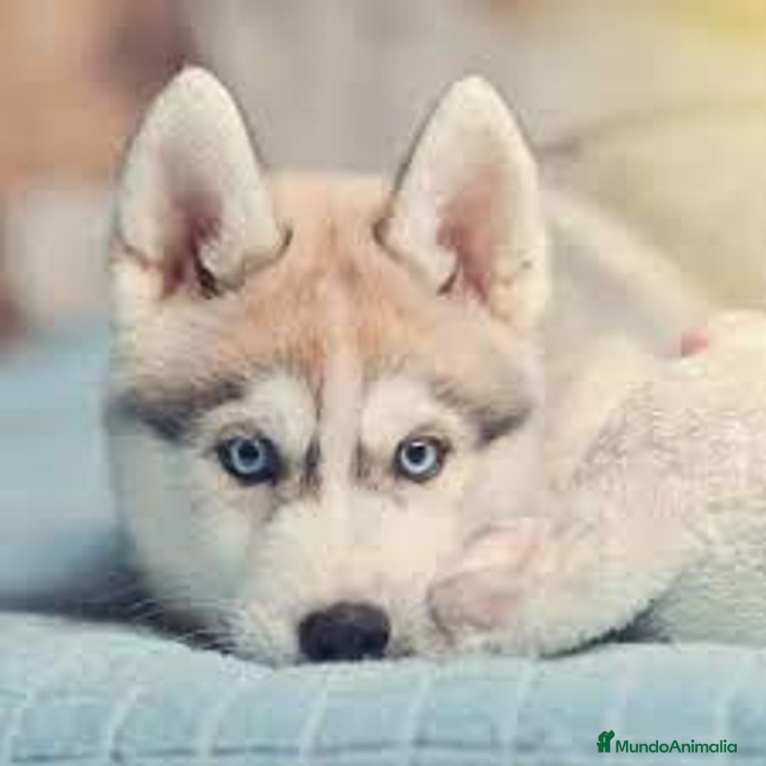 Husky Siberiano perros en venta: husky  - Imagen 1