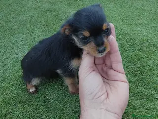 Yorkshire Terrier perros Yorkshire - Anuncio 8