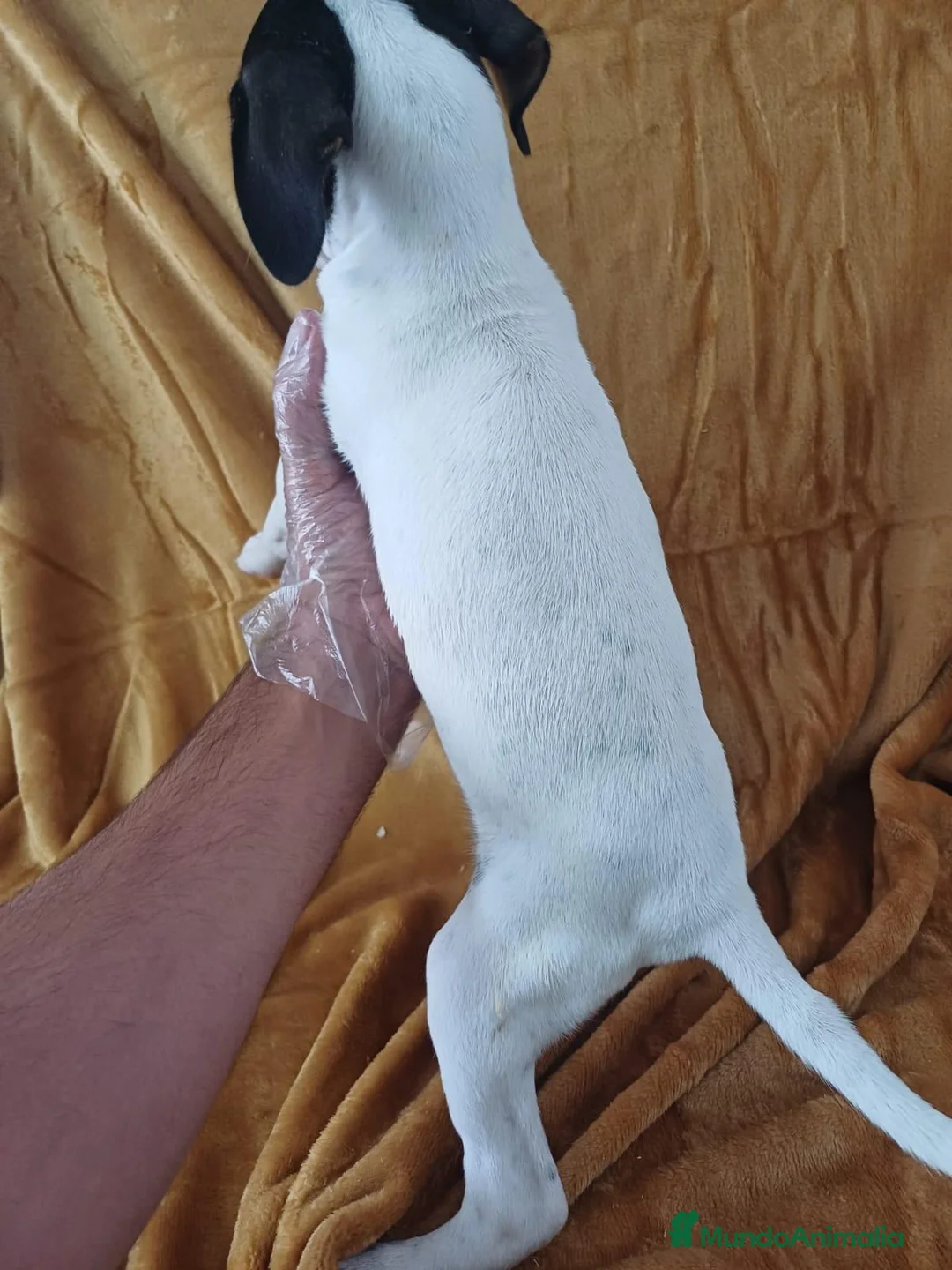 Ratonero Bodeguero Andaluz perros en venta: Bodeguero Andaluz  - Anuncio 3