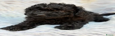 Caniche Toy 1