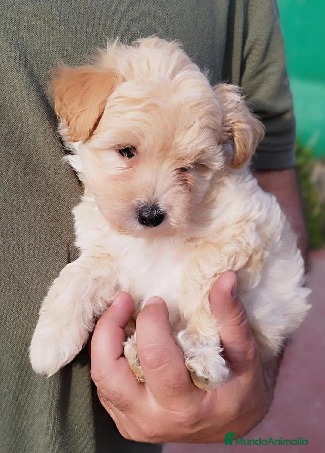 Maltipoo perros en venta: Maltipoo  cachorros  - Anuncio 2