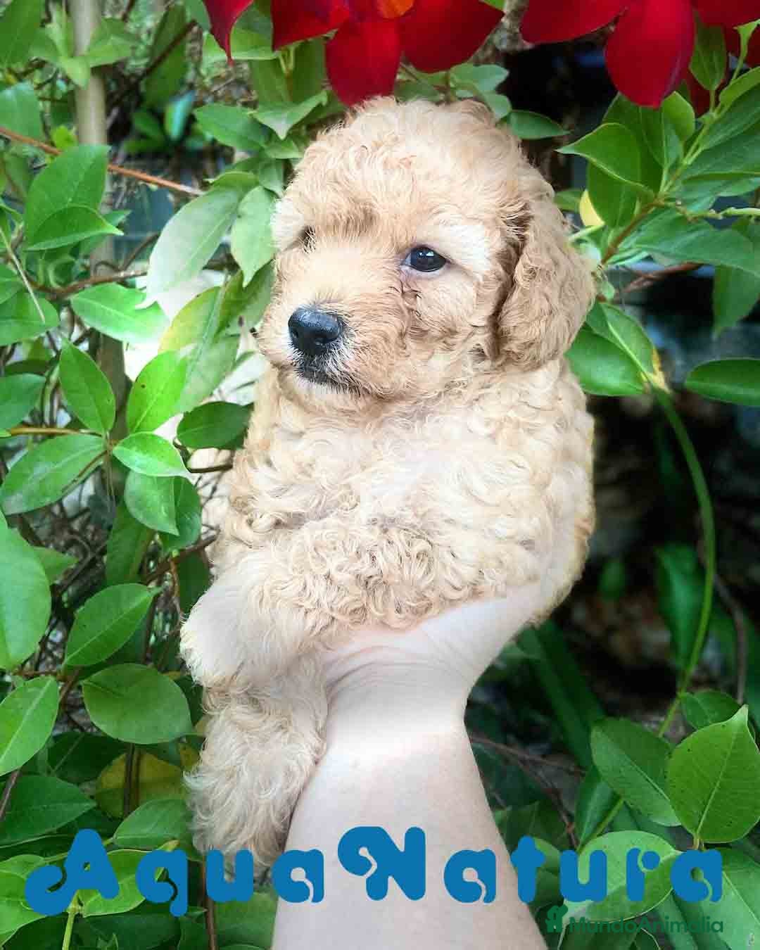 Caniche Toy perros Caniche Hembra de Estela y Alejo 6278 - AQUANATURA en Barcelona - Anuncio 23