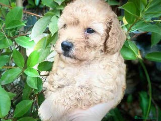 Caniche Toy perros Caniche Hembra de Estela y Alejo 6278 - AQUANATURA en Barcelona - Anuncio 26