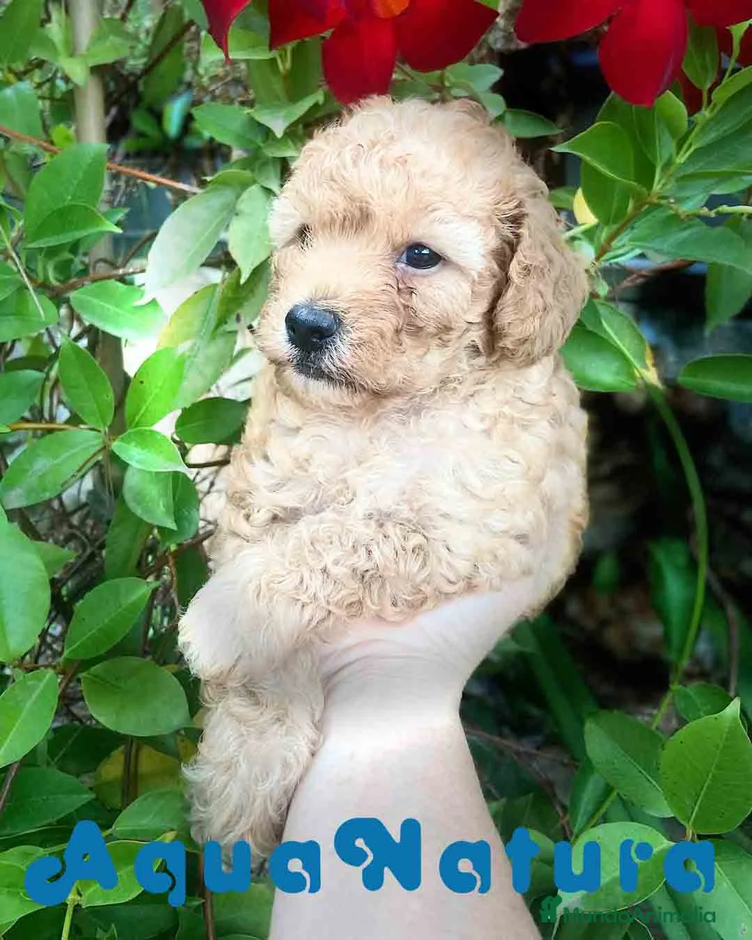 Caniche Toy perros en venta: Caniche Hembra de Estela y Alejo 6278 - AQUANATURA en Barcelona - Anuncio 1