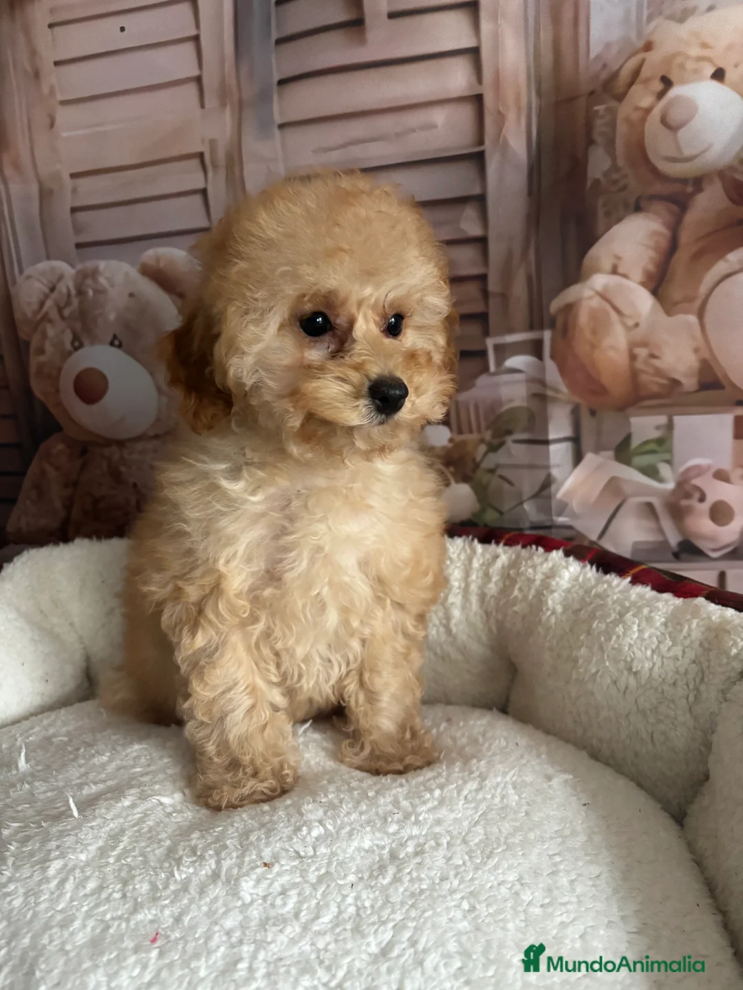 Caniche Toy perros en venta: Caniche Toy (ambos papás toy ) - Anuncio 4