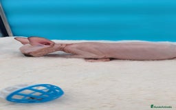 Sphynx gatos en venta: Precioso machito sphynx  - Imagen 4