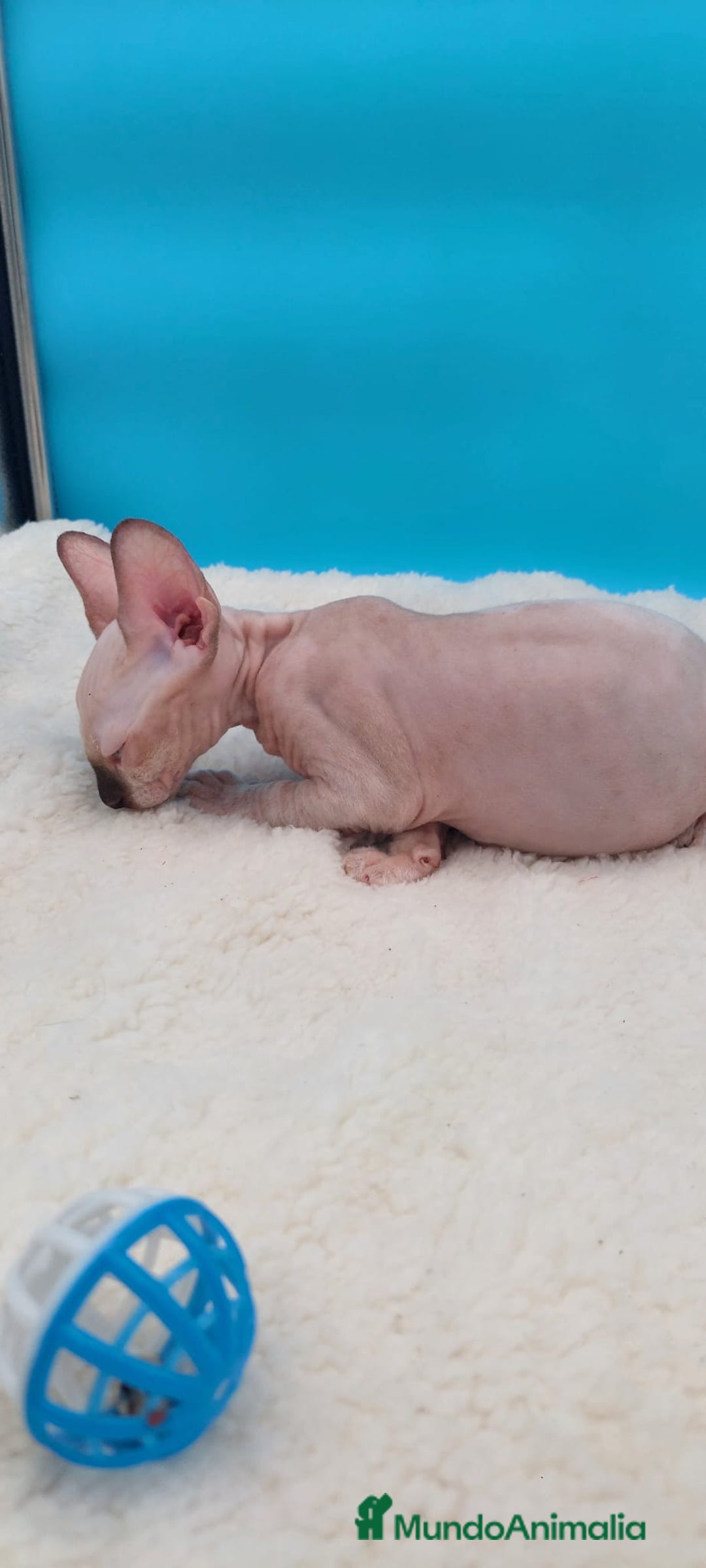 Sphynx gatos en venta: Precioso machito sphynx  - Imagen 4