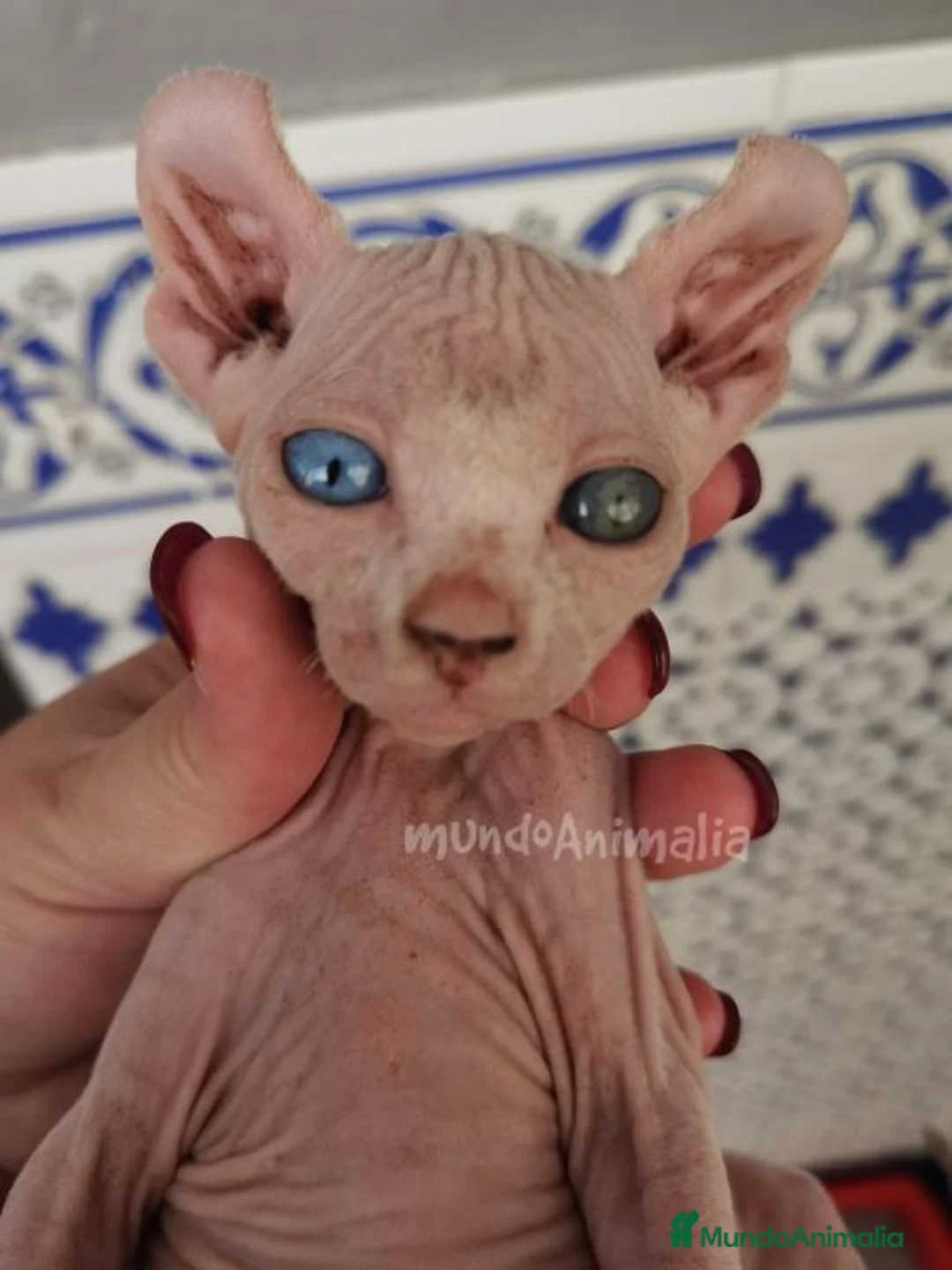 Imagen de galería {{count}}