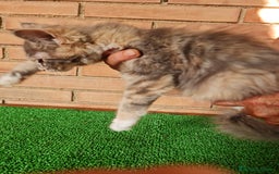 Maine Coon gatos en venta: Maine coom - Imagen 7