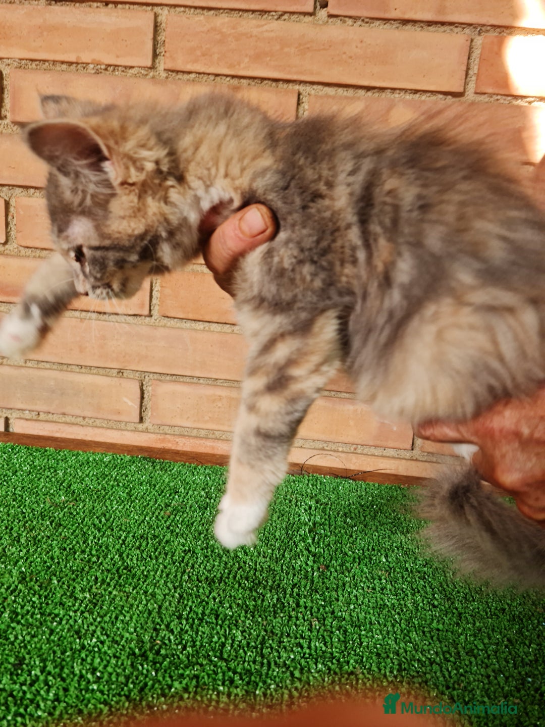 Maine Coon gatos en venta: Maine coom - Imagen 7